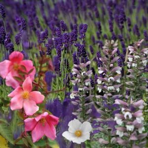 Ready-made border Divine summer