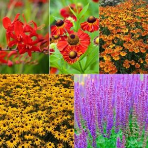 Ready-made border Fiery summer