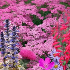 Ready-made border Flowers for pollinators