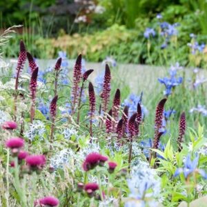 Ready-made border Fresh and wild