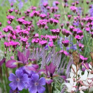 Ready-made border Gravel garden