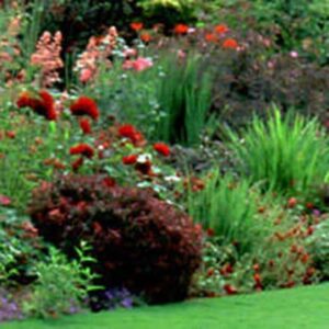 Ready-made border Red summer
