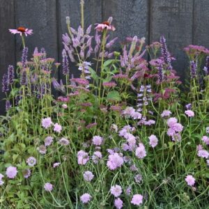 Ready-made border Shades of pink
