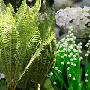 Ready-made border Shady sanctuary