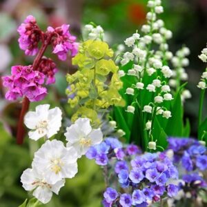 Ready-made border Spring colour