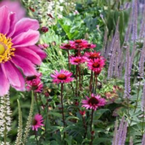 Ready-made border Stars of high summer