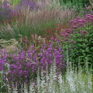 Ready-made border Summer savanna