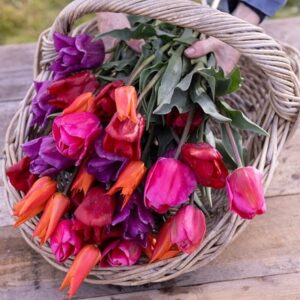 Repeat flowering and award-winning quartet tulip collection