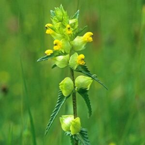 Rhinanthus minor