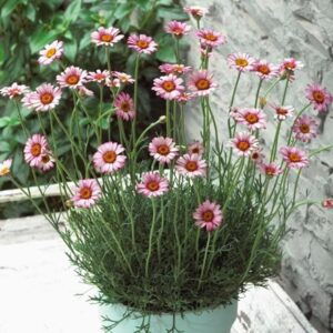 Rhodanthemum Marrakech (Atlas Daisy Series) (PBR)