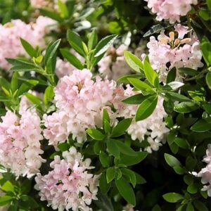 Rhododendron Bloombux ('Microhirs3') (PBR) (Inkarho)