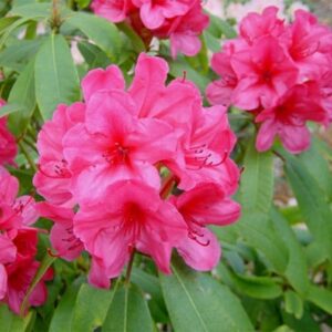 Rhododendron Cary Ann