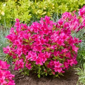 Rhododendron Encore Autumn Prince