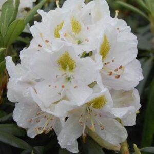 Rhododendron Madame Masson