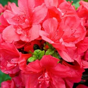 Rhododendron Mother's Day (Kurume)