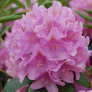 Rhododendron Roseum Elegans