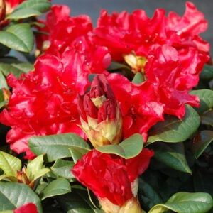 Rhododendron Scarlet Wonder