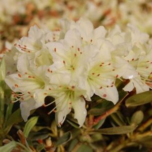 Rhododendron Shamrock
