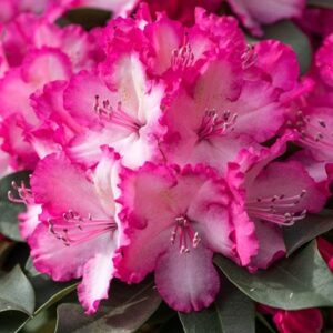 Rhododendron XXL ('Hort02') (PBR)