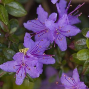 Rhododendron impeditum