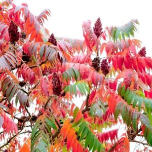 Rhus typhina