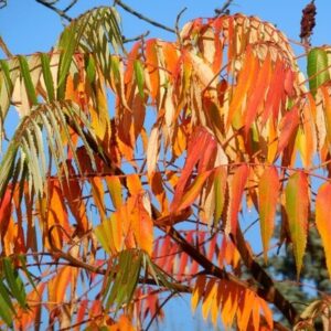 Rhus typhina Dissecta