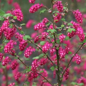 Ribes sanguineum Pulborough Scarlet