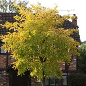Robinia pseudoacacia Frisia
