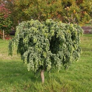 Robinia pseudoacacia Lace Lady' (PBR)