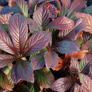 Rodgersia Bronze Peacock