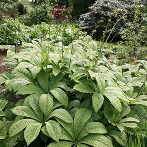 Rodgersia aesculifolia
