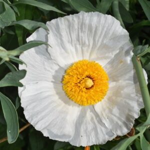 Romneya coulteri