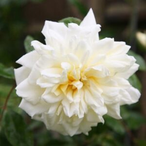 Rosa Albéric Barbier