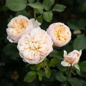 Rosa Alexandrine ('Meigapencey') (HT)