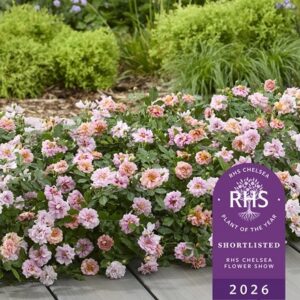 Rosa Amirose ('Korhulth 005') (PBR)