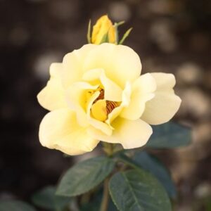 Rosa Arthur Bell