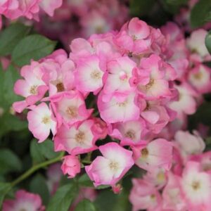 Rosa Ballerina