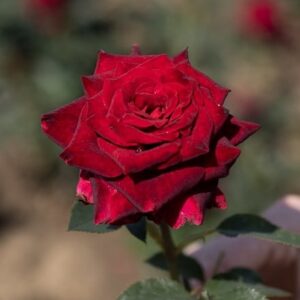 Rosa Black Baccara ('Meidebenne') (PBR)