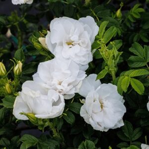 Rosa Blanche Double de Coubert