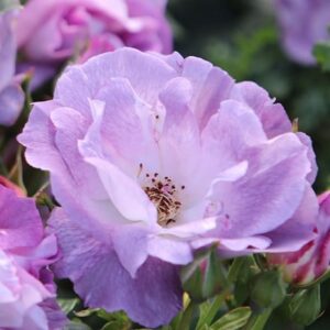 Rosa Blue for You ('Pejamblu') (PBR)