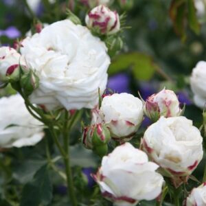 Rosa Boule de Neige