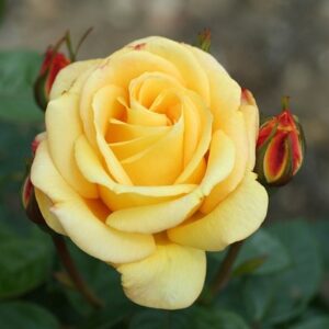Rosa Climbing Arthur Bell