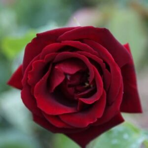 Rosa Climbing Étoile de Hollande