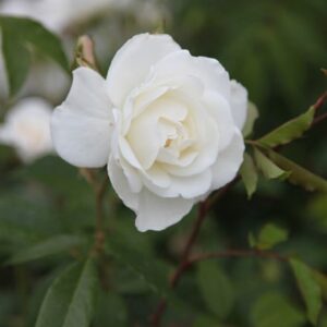 Rosa Climbing Iceberg
