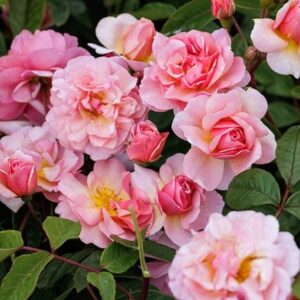 Rosa Cornelia