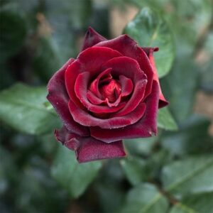 Rosa Eddy Mitchell