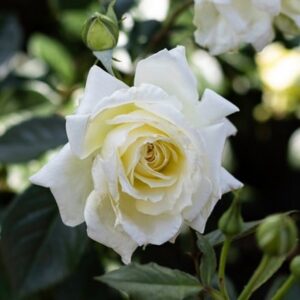 Rosa Elfe ('Tanelfe') | Climbing Hybrid Tea Rose