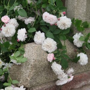 Rosa Félicité et Perpétue