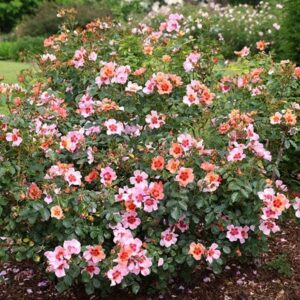 Rosa For Your Eyes Only ('Cheweyesup') (PBR)
