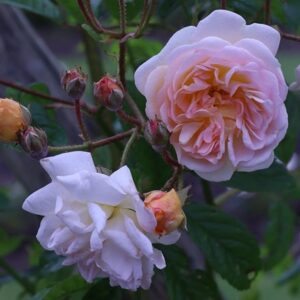 Rosa Ghislaine De Féligonde
